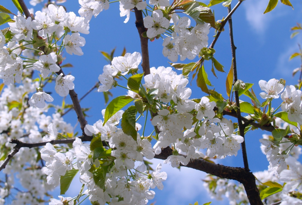 Tree Category